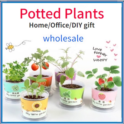stage for kids Wholesale Home Office Mini Plant Potted and Kids DIY Plant Toy, ideal for kids to enjoy planting with a DIY gift.