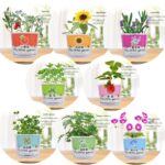 stage for kids A set of Home Office Mini Plant Potted/Kids DIY Plant Toys with different types of plants, ideal for kids' DIY activities or as a gift.